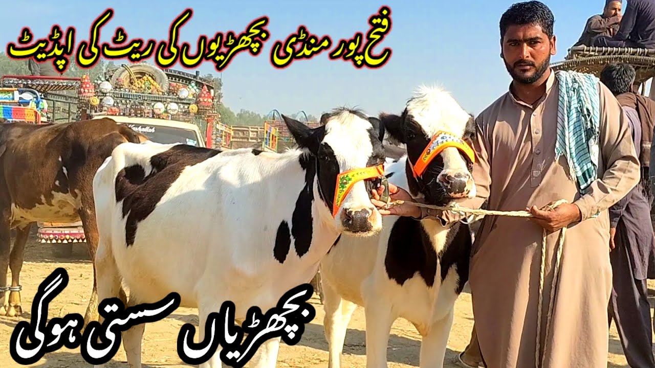Fatehpur mandi | Australian Frisian Jersey heifers|| Fresh rate update || 23  March 2025