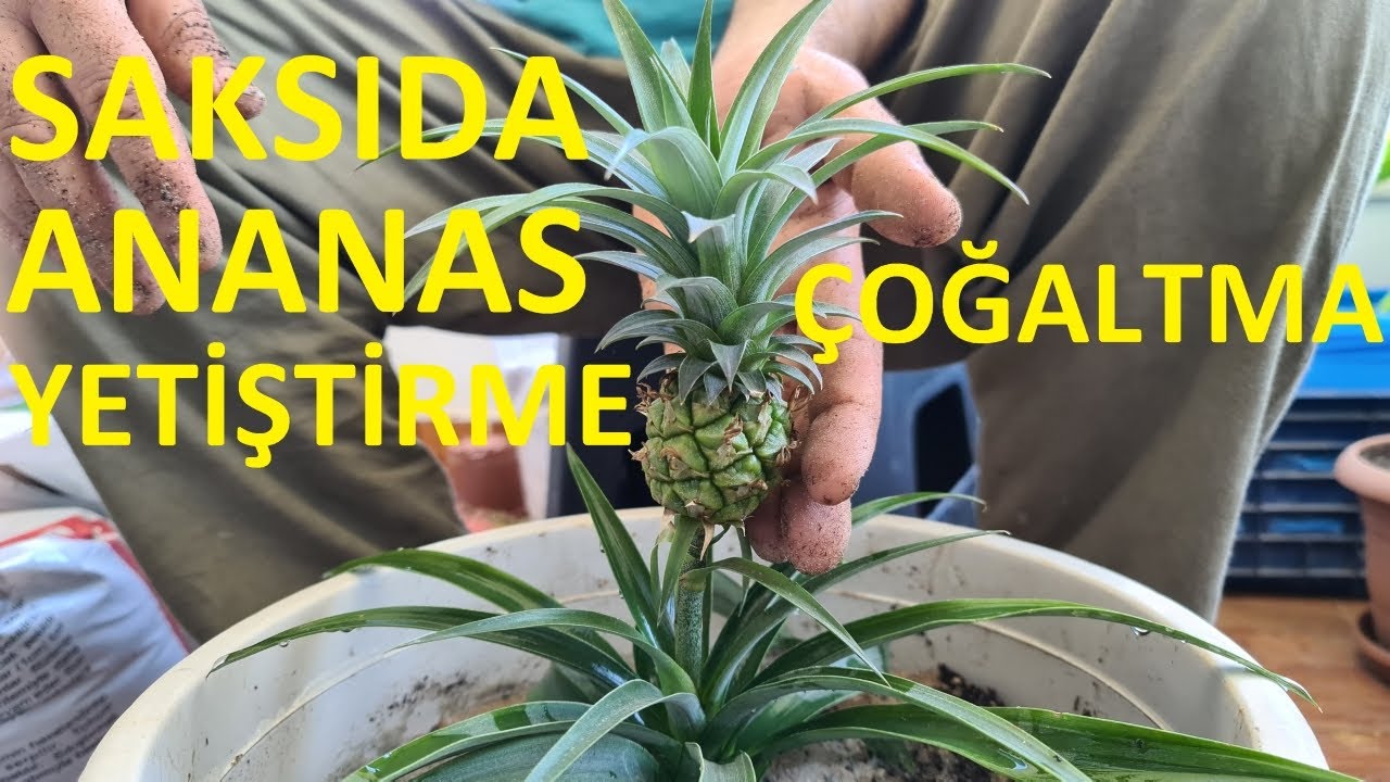 Saksıda ananas yetiştirme
