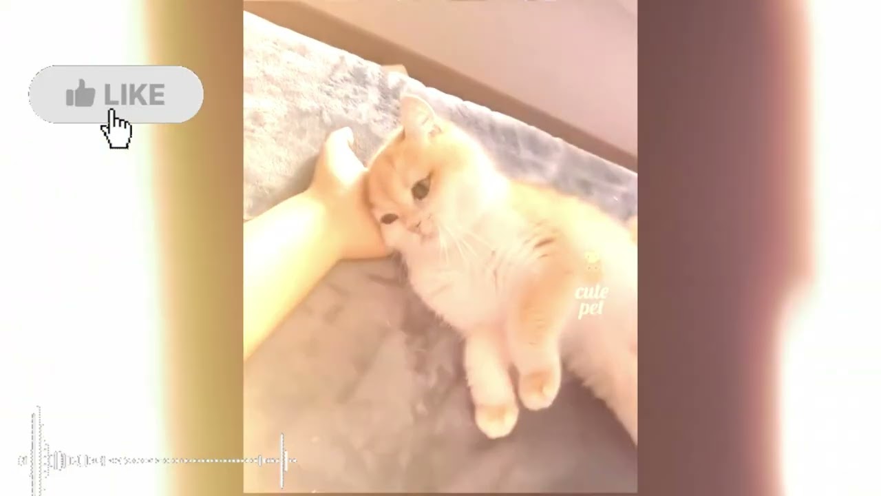 Furry Fails | Funniest Animal Moments Ever!