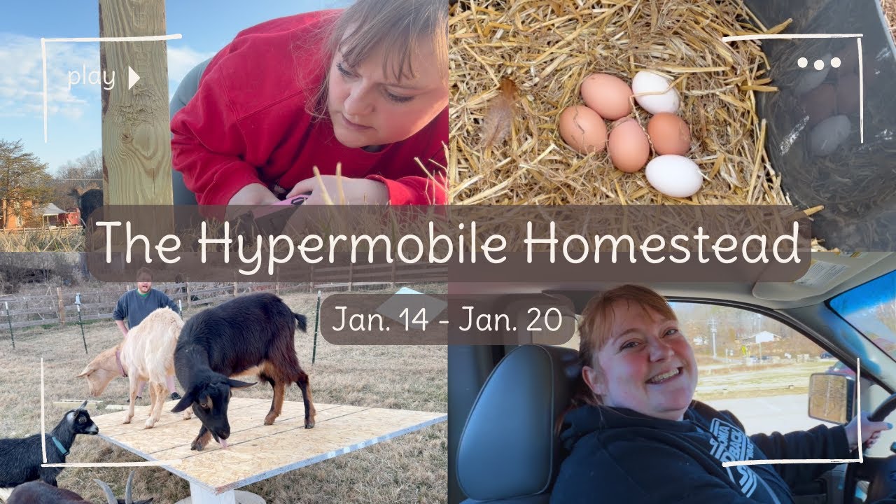 The Hypermobile Homestead: Building the Coop, Animal Shenanigans, & Learning to Drive Stick Shift
