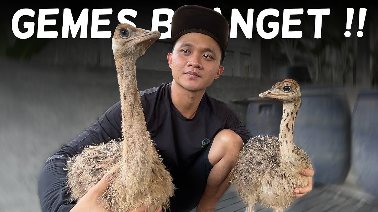 KONDISI BURUNG UNTA SAAT INI - HADIAH DARI AA IRFAN HAKIM