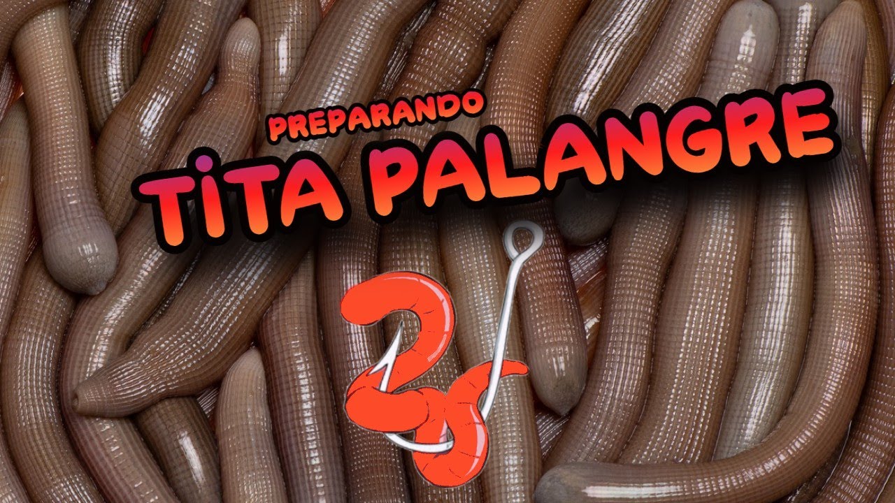 pescar con tita Encarnado de tita de palangre fácil para la dorada , Pesca Surfcasting  Rockfishing