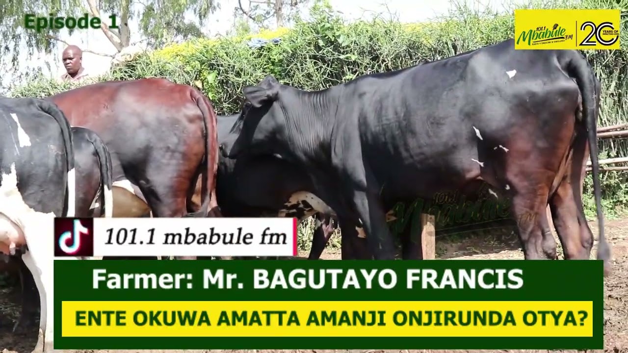 Omulimi n'omulunzi: Yiga engeri gyoyinza okulundamu ente nekuwa amatta amanji