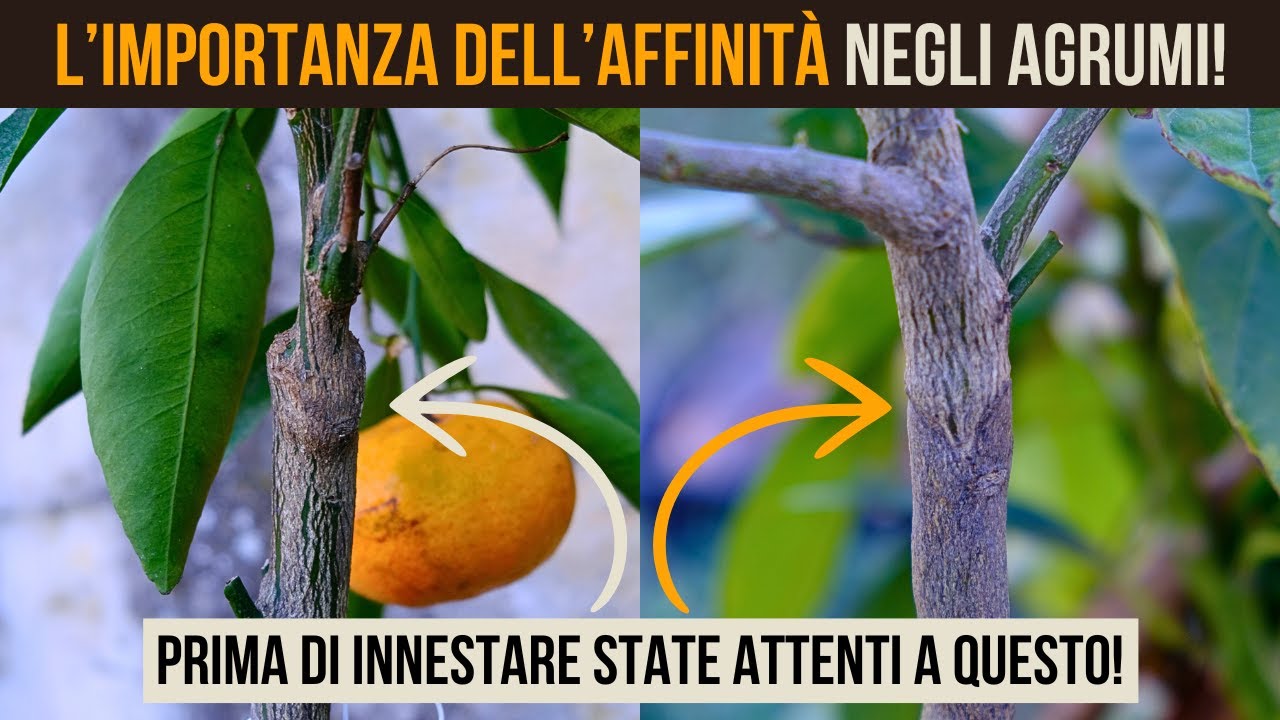 🔴 Innesti Agrumi: Affinità e Errori da Evitare!🍊 Scopri i Segreti per Piante più Forti e Produttive!
