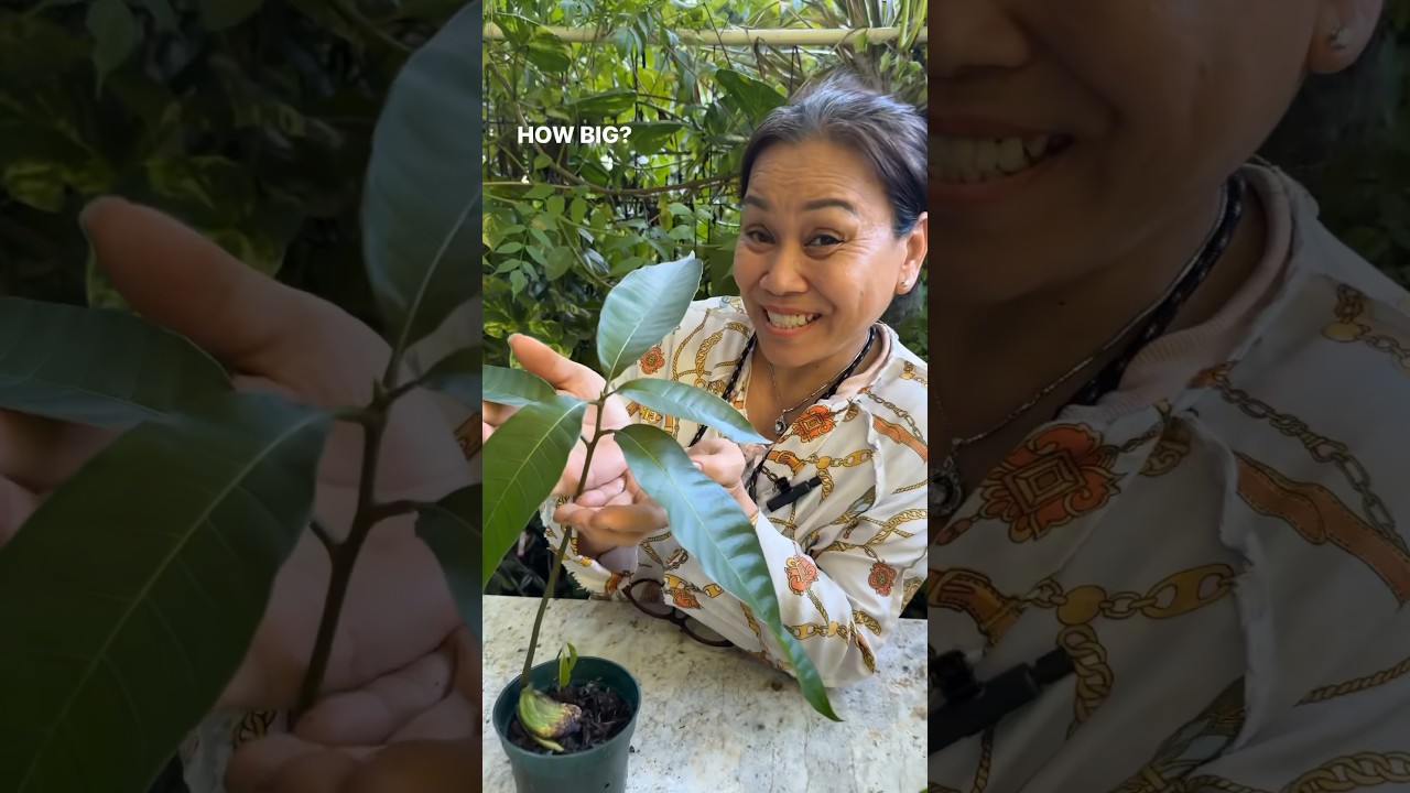Growing mangoes from seeds: 3 week transformation! 🌱🥭 #mango #seed #grow #beforeandafter #shorts