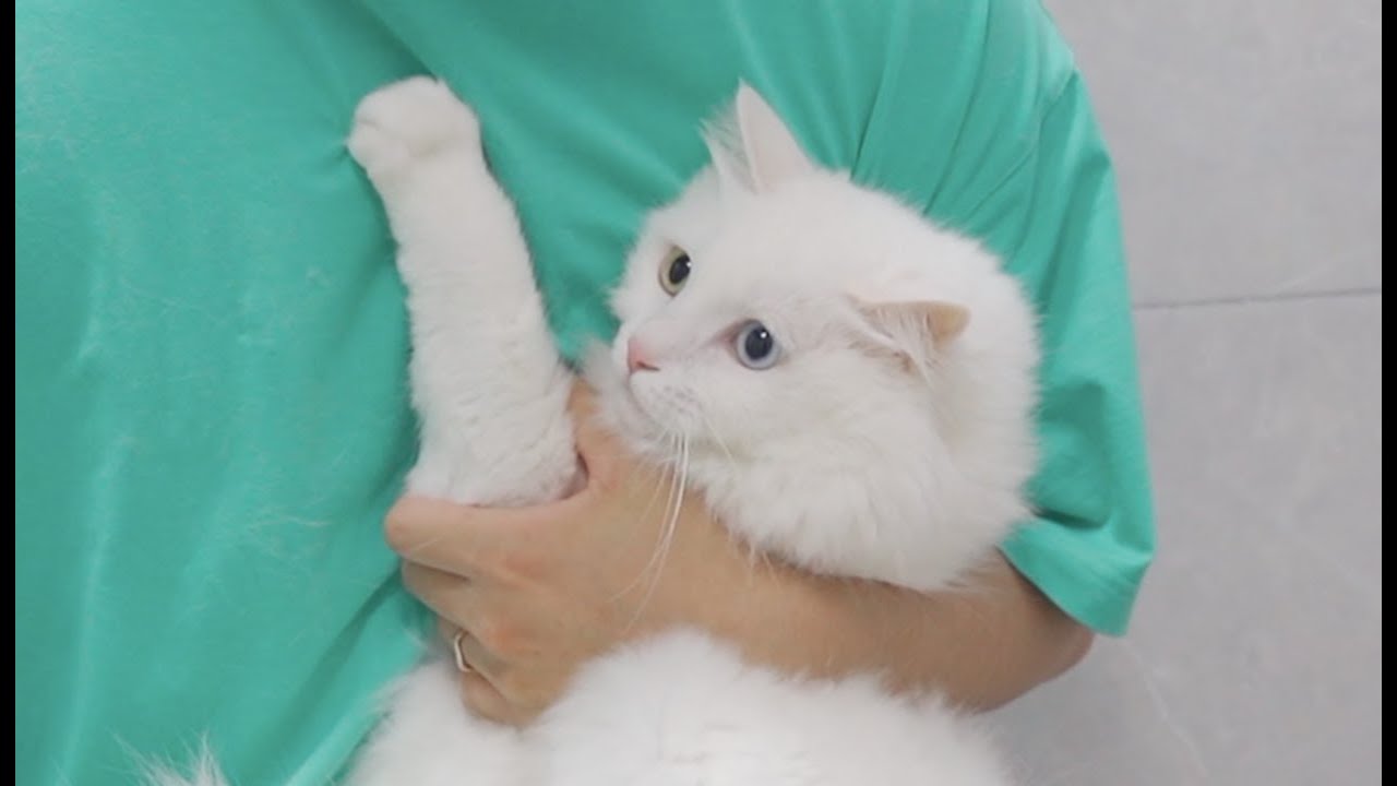 котенок сумасшедший