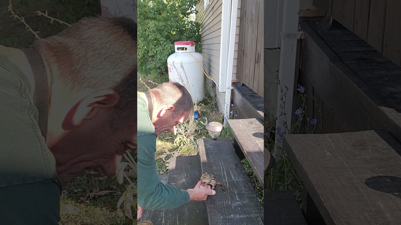 HERO BEATS ME TO THE STEPS #funny #smart #chipmunk #hero #wildlife #comedy #nature #cute #friendly