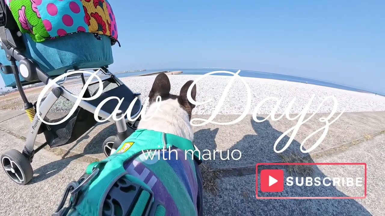 7歳フレブルと行く海辺のドックイベント／A Day in the Life: Frenchie Dog Event 