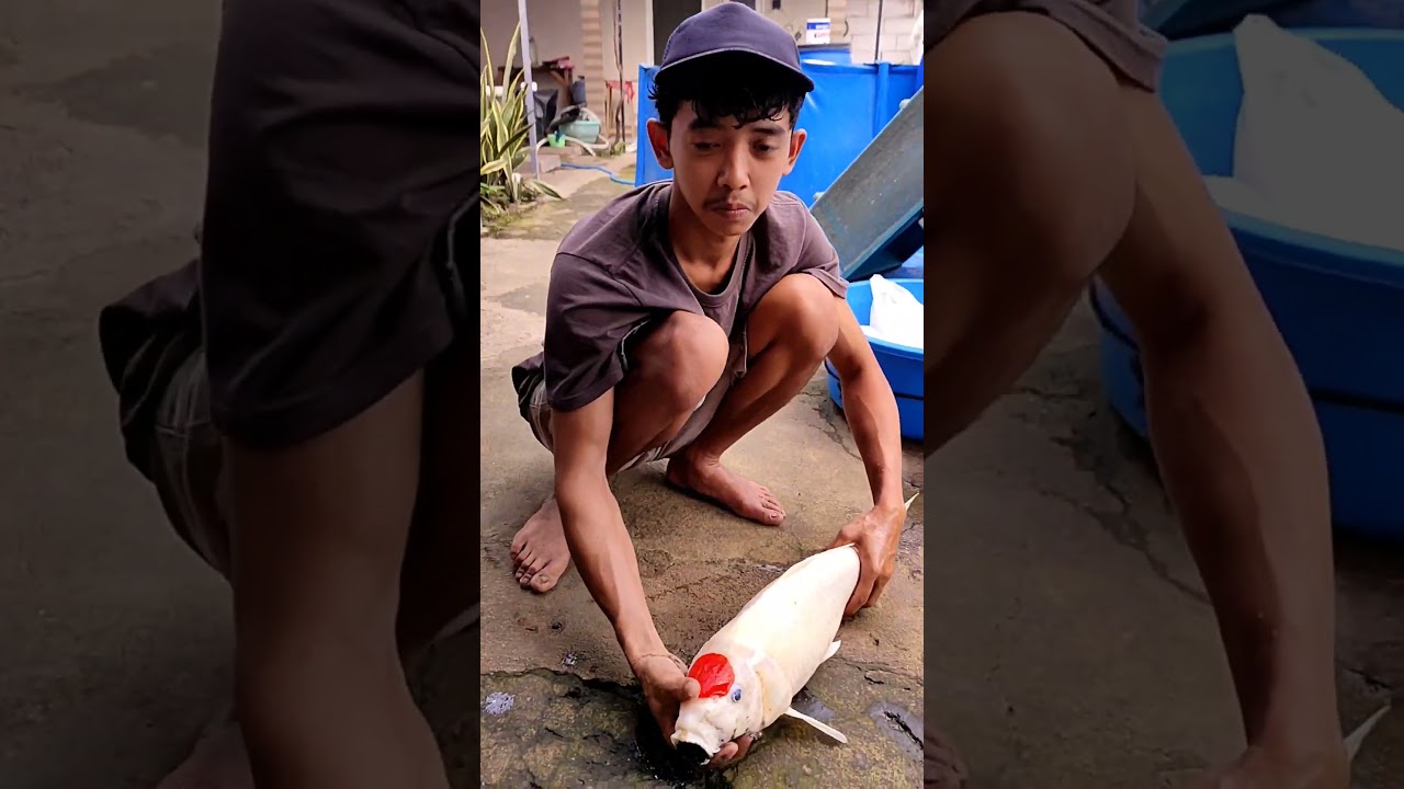 Salah satu koi kesayangan Arinor nih 🥺 #koi #ikankoiberkualitas #koimurah #kolamikan #ikanhiaskoki