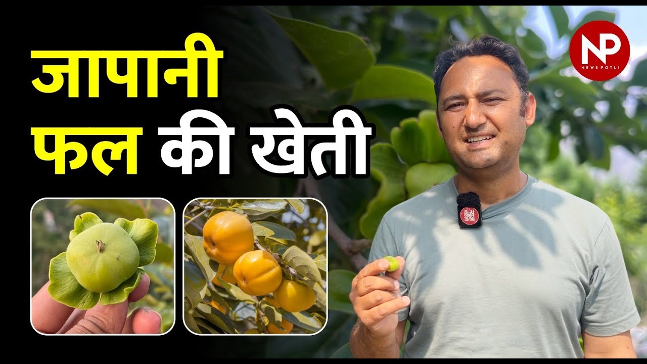 जापानी फल की खेती कब और कैसे करें? || How to do Persimmon Fruit Farming ?Himachal Pradesh