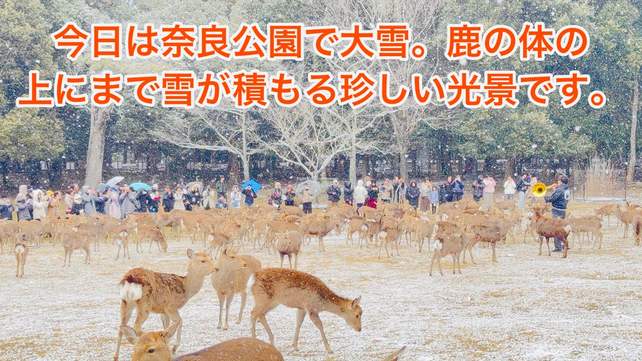 今日は奈良公園で大雪 鹿の体の上にまで雪が積もる珍しい光景ですHeavy snow in Nara Park today. Even on the deer. 