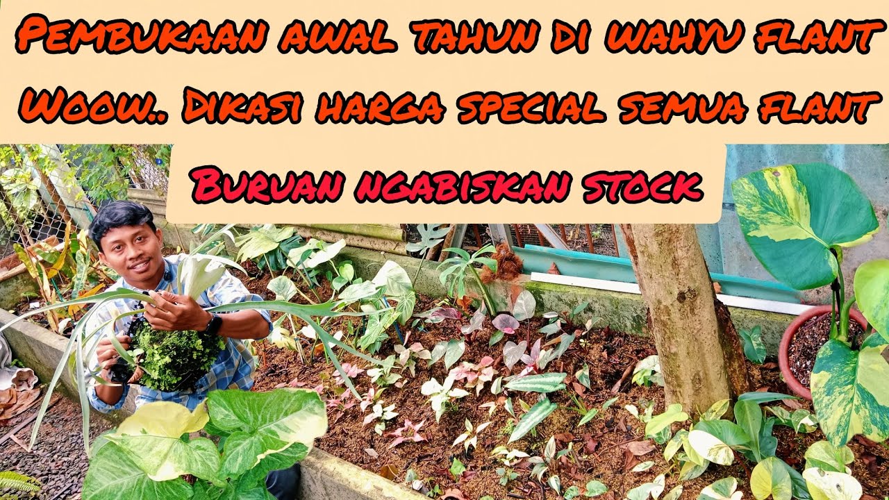 PEMBUKAAN AWAL TAHUN DI WAHYU FLANT‼️WOOW DIKASI HARGA SPECIAL SEMUA FLANT 