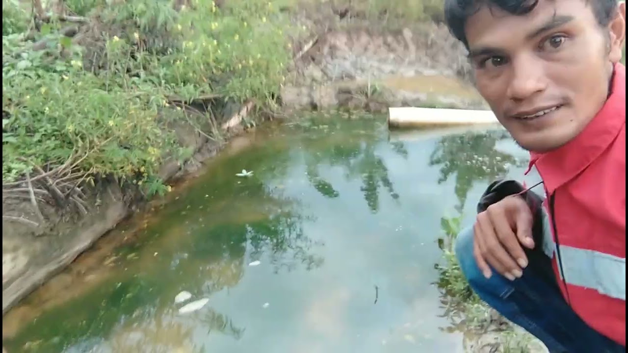 Budi daya lumut paling mudah cukup dengan pupuk urea tapi hasil Ter baik... dan cepat panen