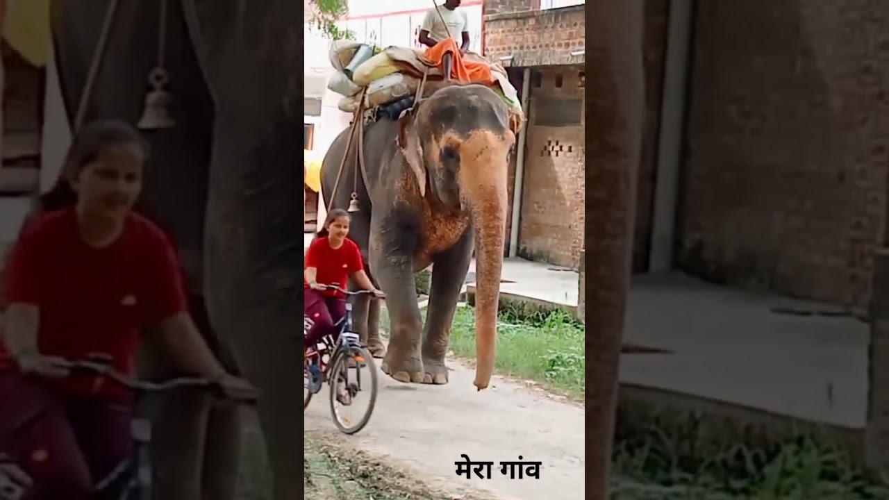my village vilog video up unnao live velog ❤️🌧️💧😘🐘🐘🐘🐘🐘🐘🐘🐘