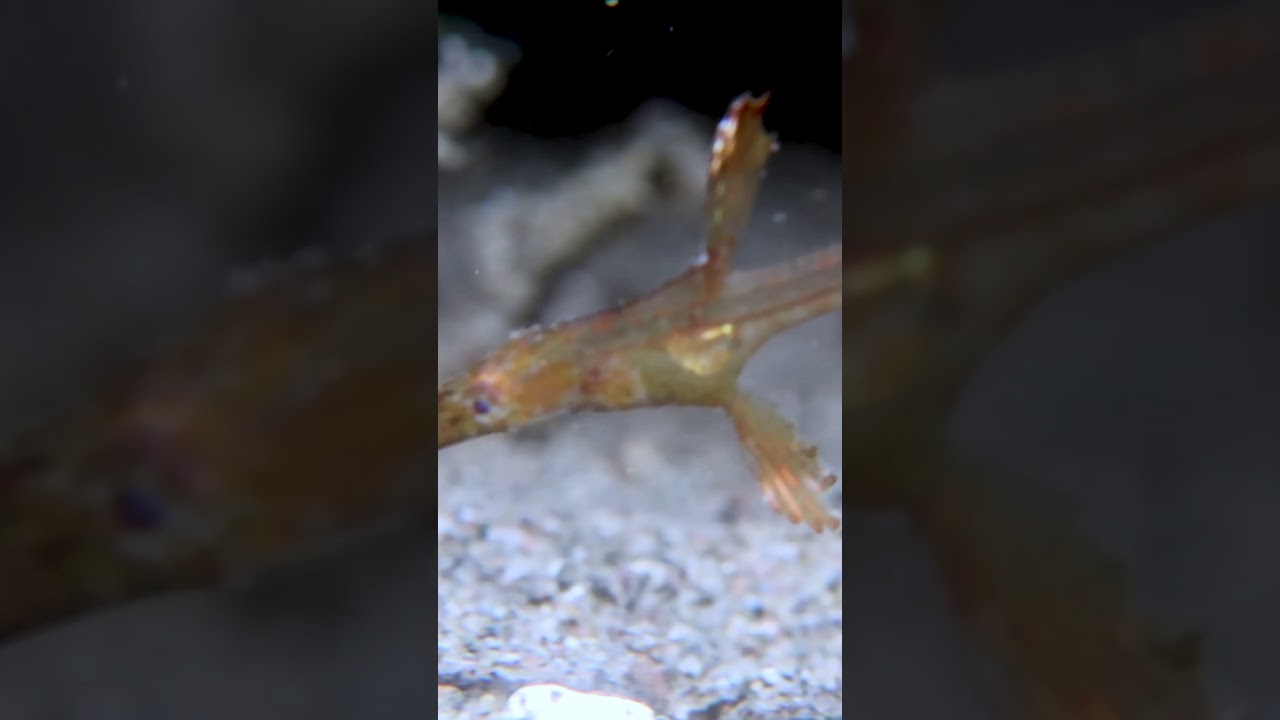 The Robust Ghost Pipefish in the Wild - 