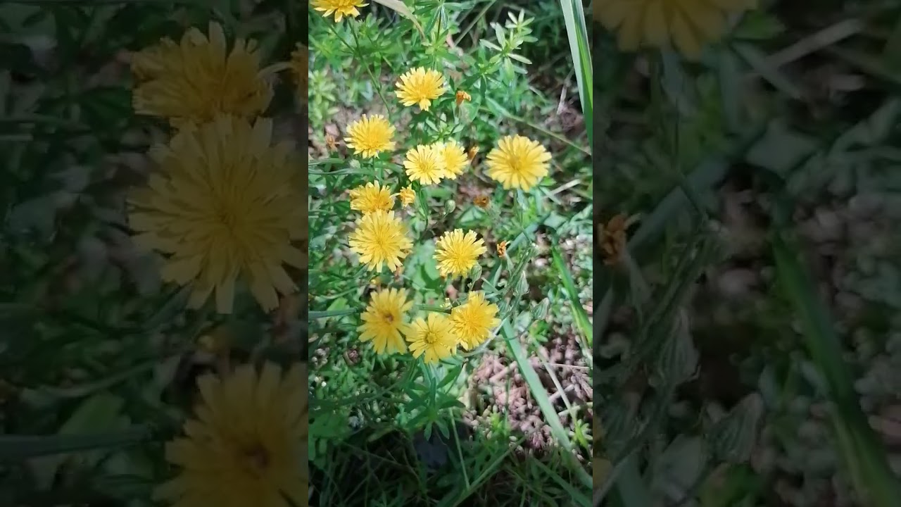 #судьба #добро #душа #правда #live #nature #природа #любовь #flowers