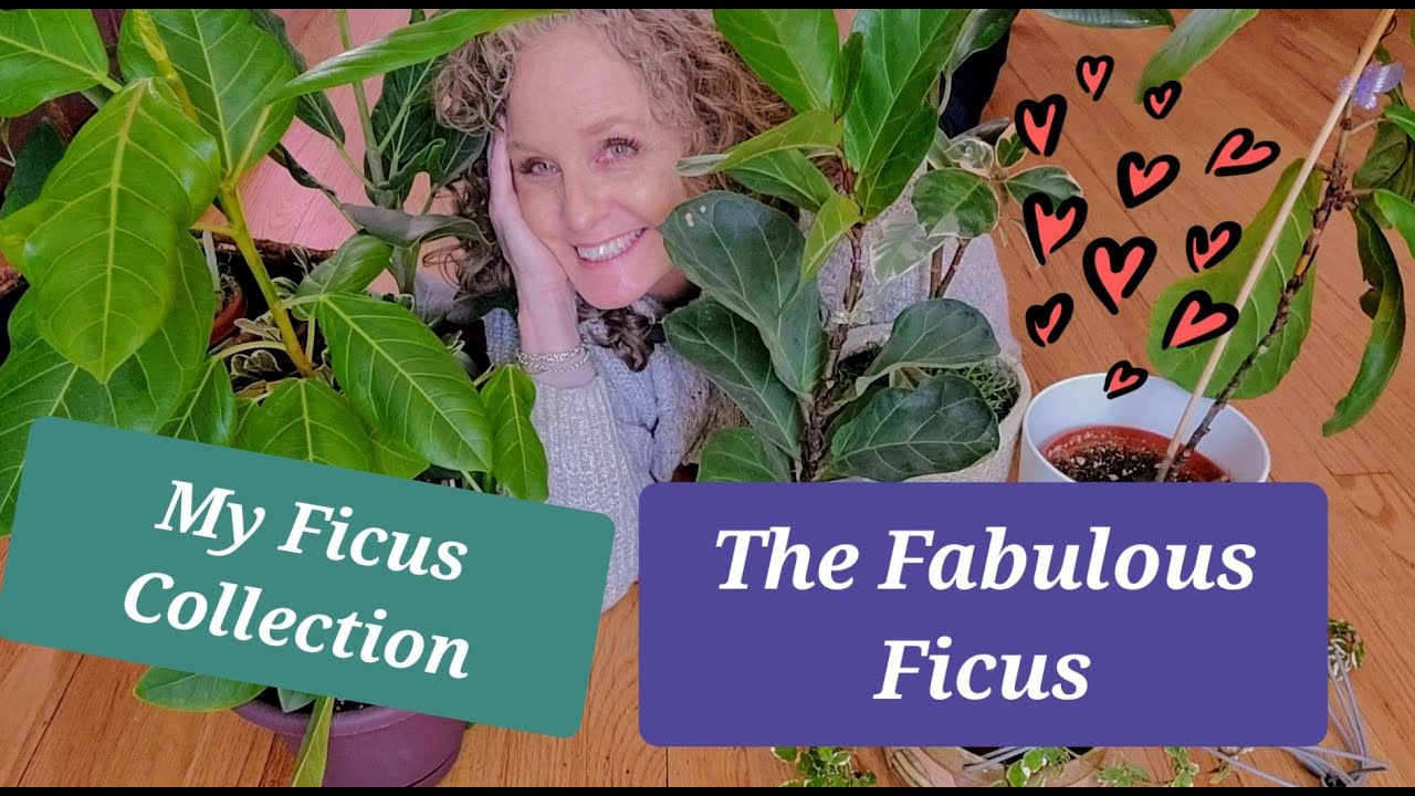 Check Out My Ficus Collection!!  10 Varieties - Care Tips & More!!