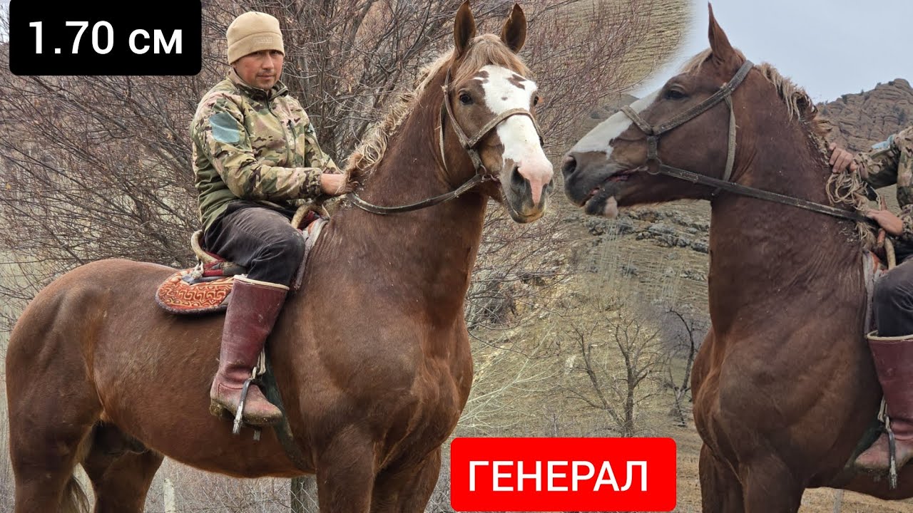 ГЕНЕРАЛ   1.70  см  Калыбекте  Улагына жооп Ат 