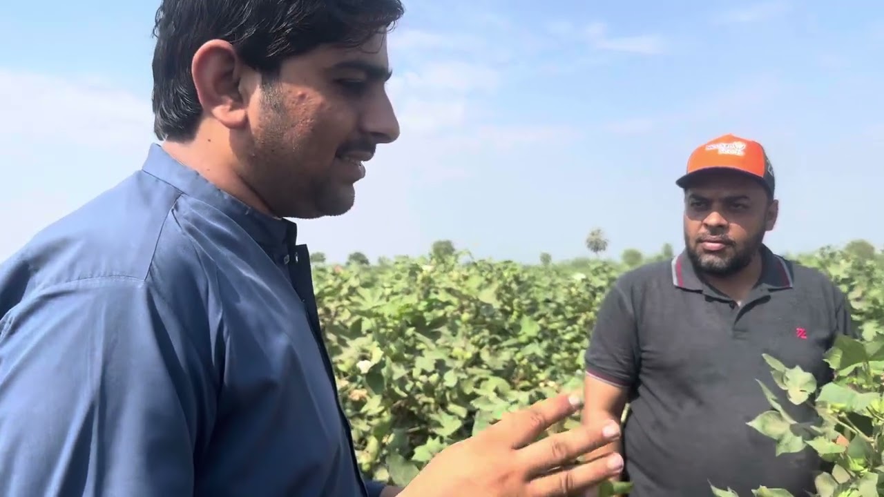 Neelam 995 cotton variety bao farm kandyare