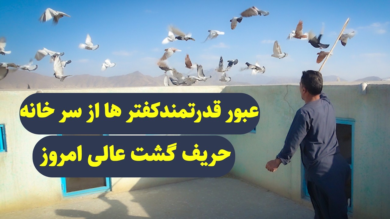 0458 / عبور قدرتمند کفترها از سر خانه حریف گشت عالی امروز/ Afghan Shawqi