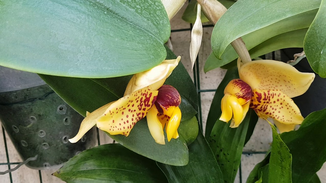 Floracion Stanhopea Connata
