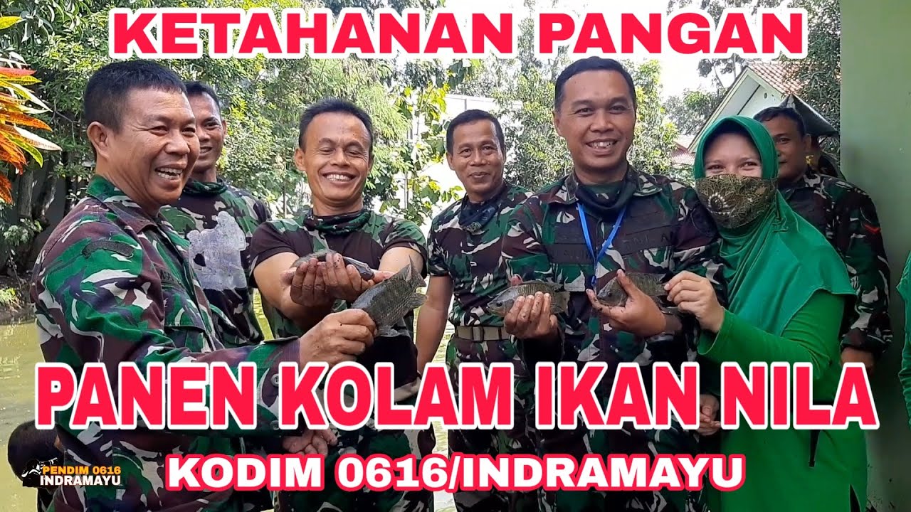 KETAHANAN PANGAN || PANEN KOLAM IKAN KODIM 0616/INDRAMAYU