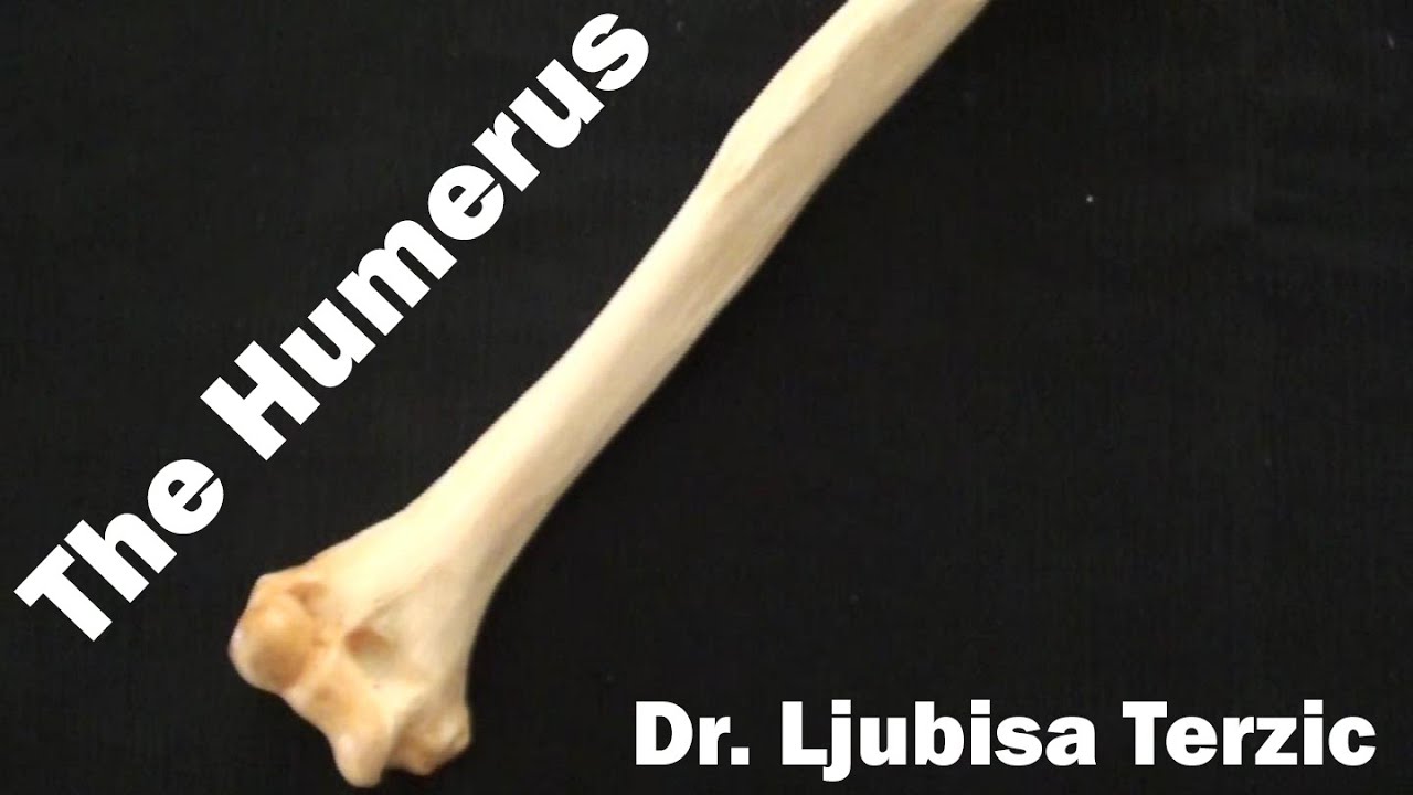 Humerus - Skeleton of the upper limb - Anatomy