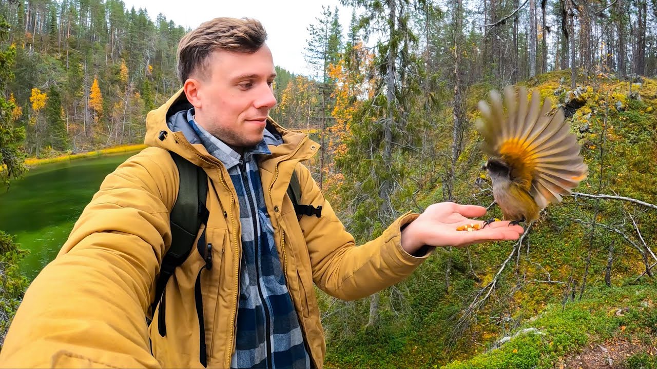 Finnlands zahmste Vögel