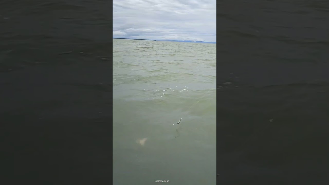 Mancing ikan senangin