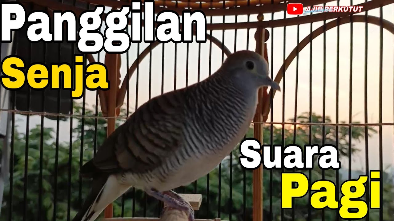 PERKUTUT LOKAL GACOR SUARA INDAH DAN MELUNG BIKIN CEPAT  NYAUT