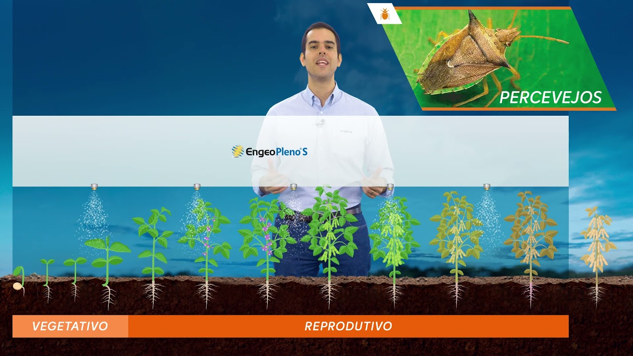 Portfólio Syngenta de soluções