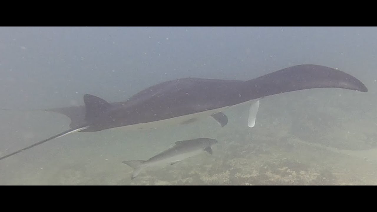 Scuba Diving Australia - Manta Bommie  Dive #1,  29-Dec-2023