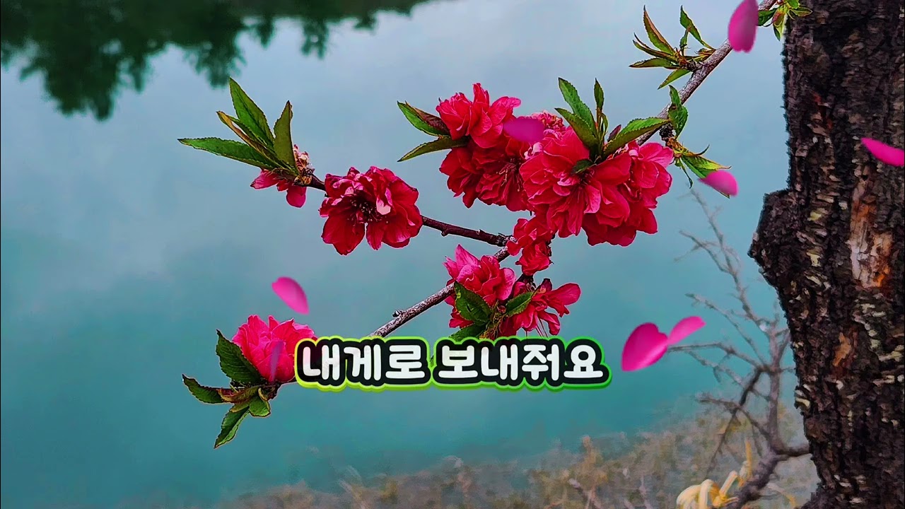 #그대라는계절 #송소희국악인 #복숭아꽃 #홍도마을