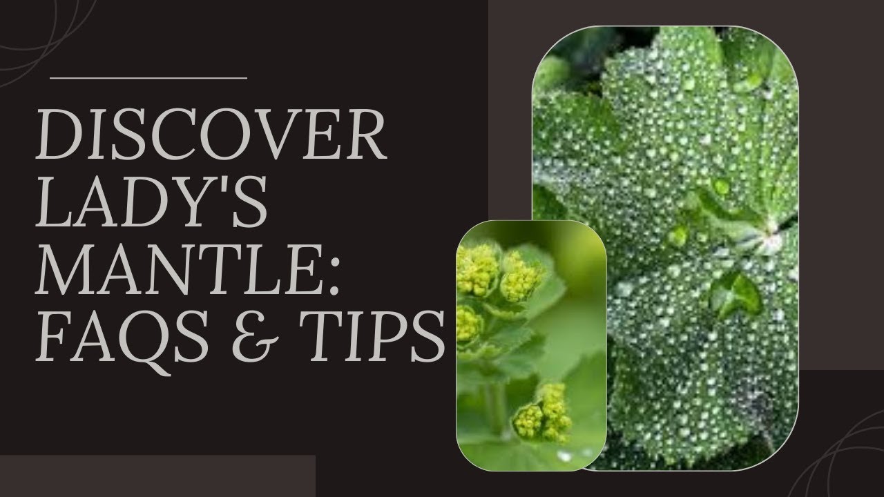 Discover Lady's Mantle FAQs & Tips