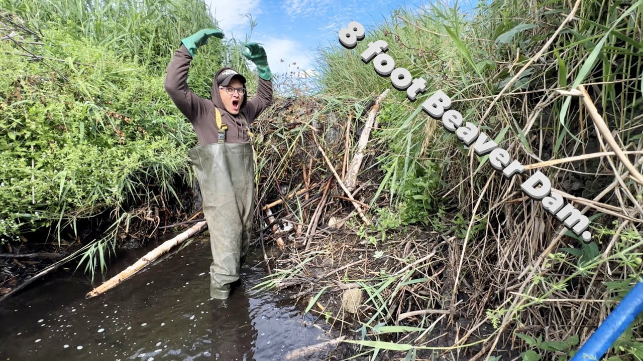 2.5 Meters Beaver Dam Removal!
