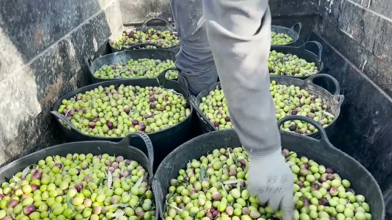 #AGRICULTURA | La imparable reconversión del olivar tradicional en Jaén