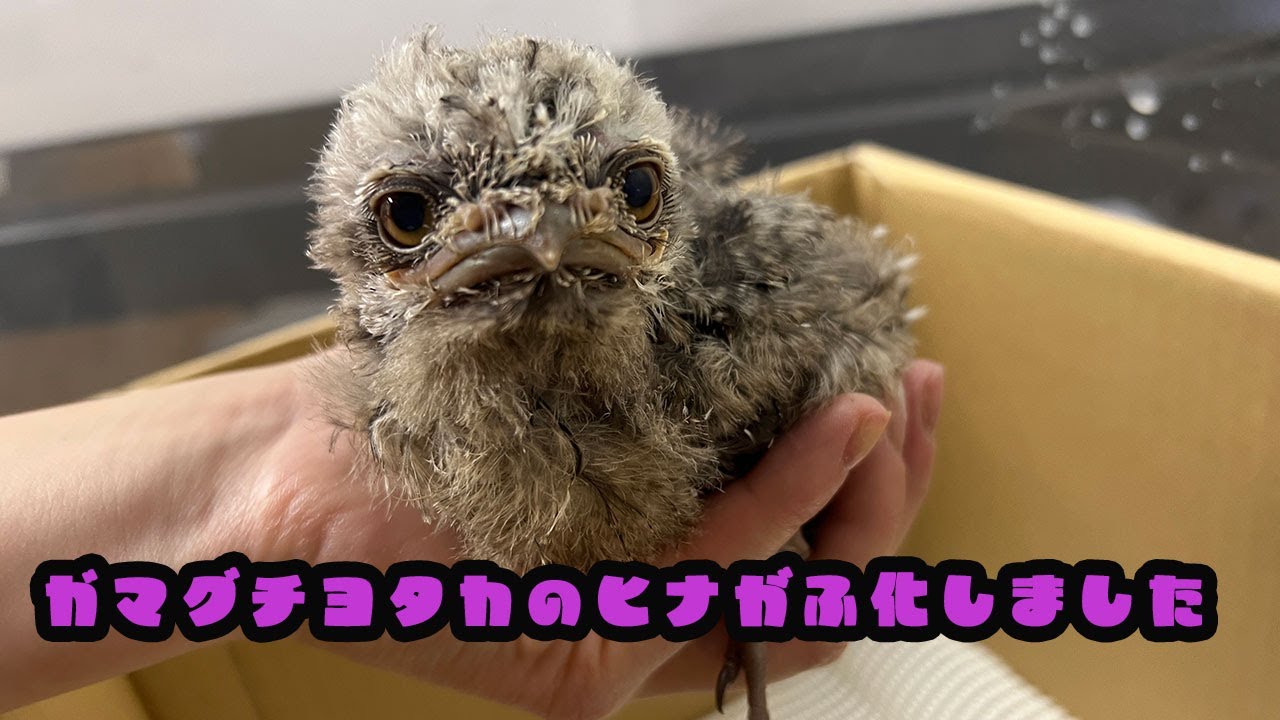 オーストラリアガマグチヨタカのヒナがふ化しました～成長記録～