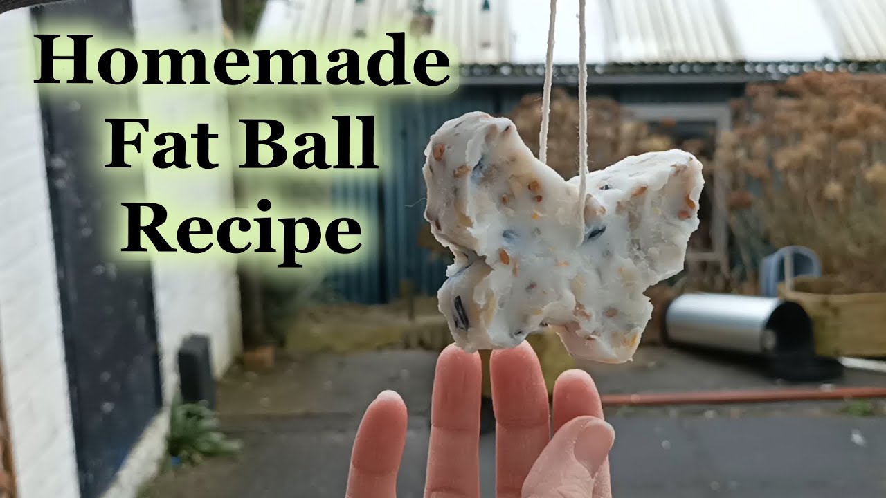 How to make fat balls that attract birds to your garden | UK Gardening
