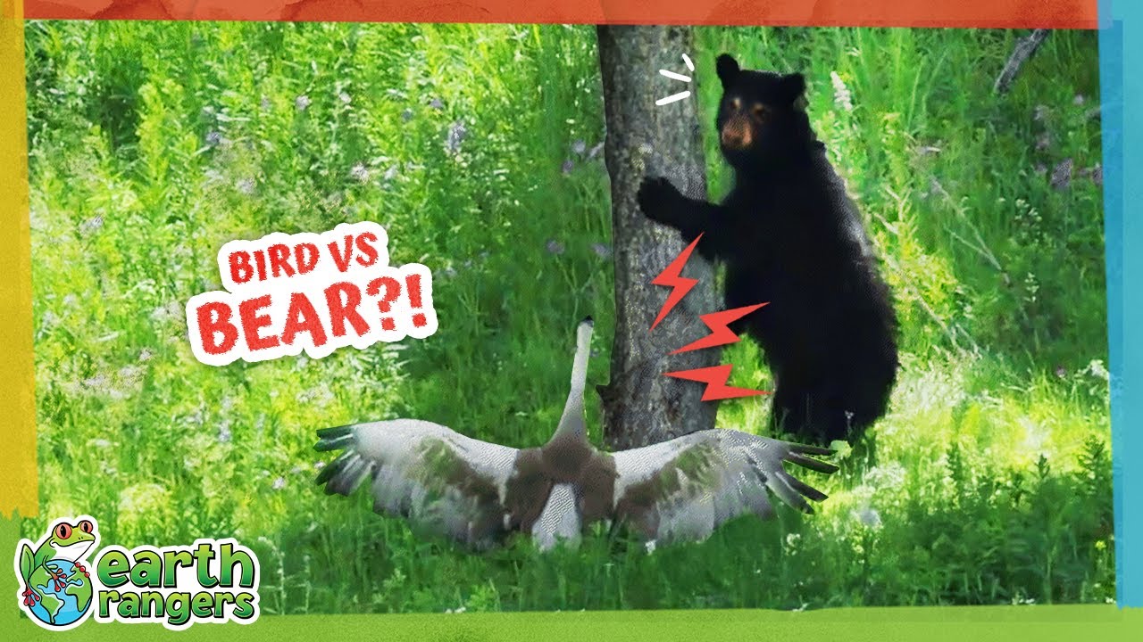 Is This Bear Afraid of a... Bird?! | Earth Rangers