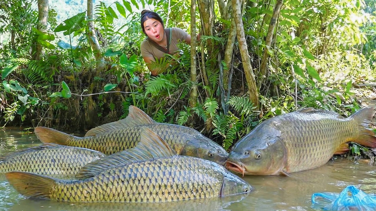 Little Daughter Helps Mom Harvest Giant Fish ponds to Sell at the Market