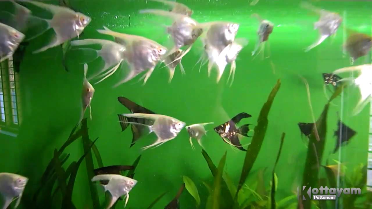 Fish Galaxy - Public Aquarium, Kottayam