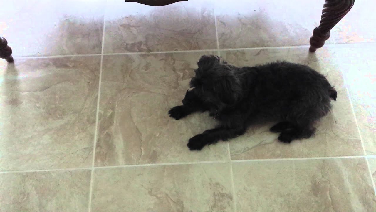 How Do I Know My Dog Is Jewish?