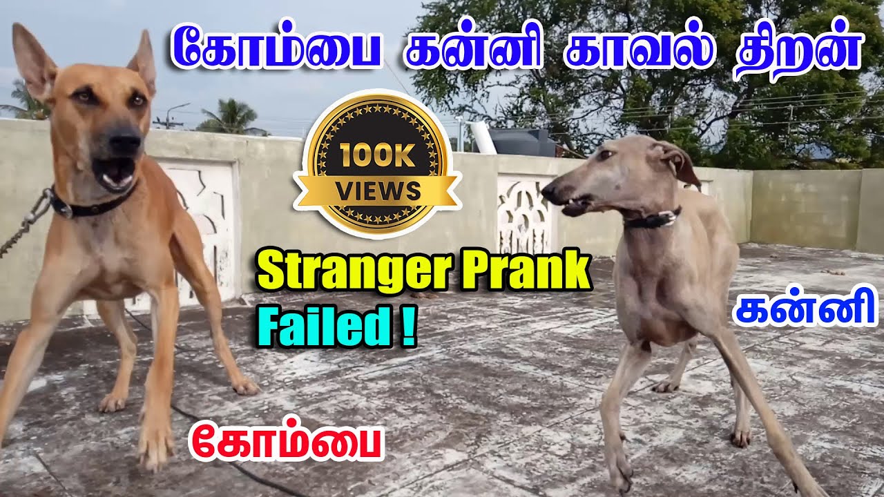 கோம்பை கன்னி காவல் திறன்.குறும்பு தோல்வியுற்றது! Kombai Kanni Gaurding Skills.Stranger Prank failed!