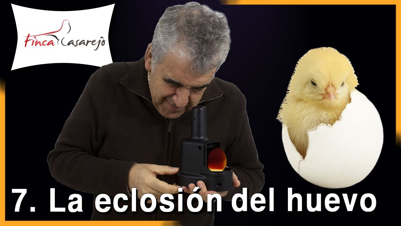 La ECLOSIÓN del HUEVO: cómo SEXAR tus POLLITOS 🐥. Cap VII