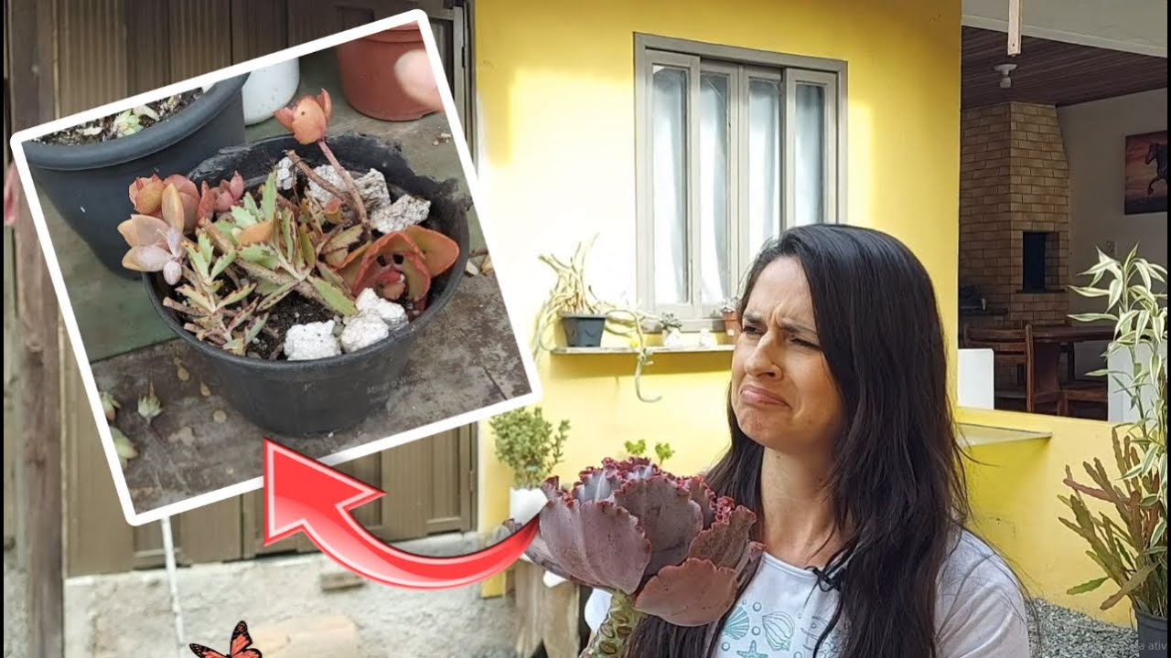 PODAS de pernuda e DESTRUIDAS pelo paçoca e 10 suculentas lindando|Simone Felic