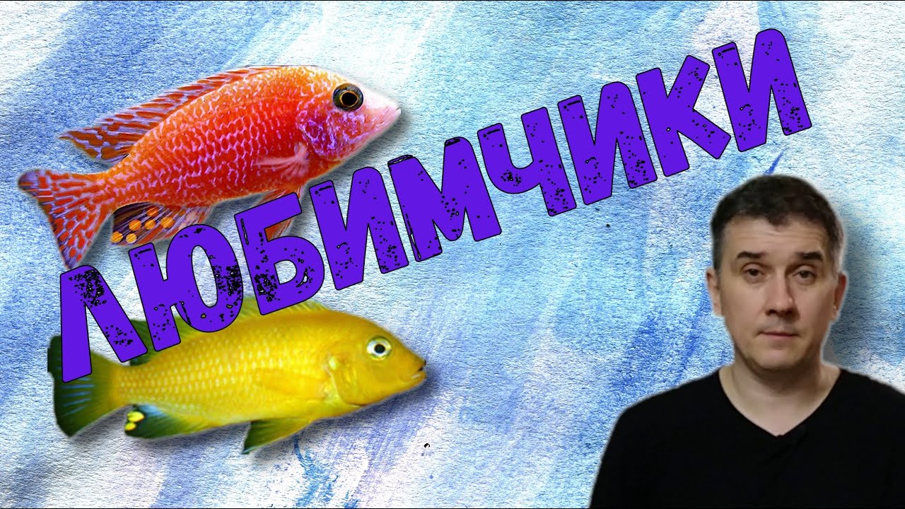 Прогулка по разводне / Цихлиды / Скалярии / Малявочник / Мальки