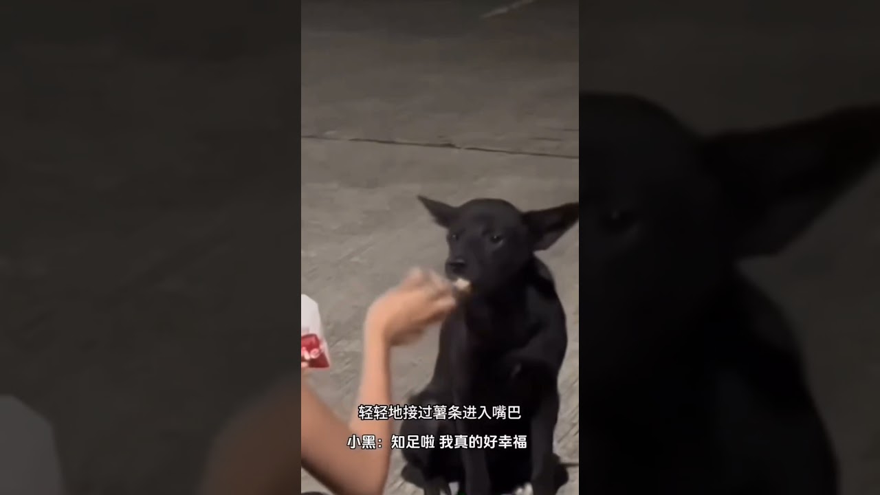 Hungry dog get food by the woman #facts #animals #animaltips #cat #dog
