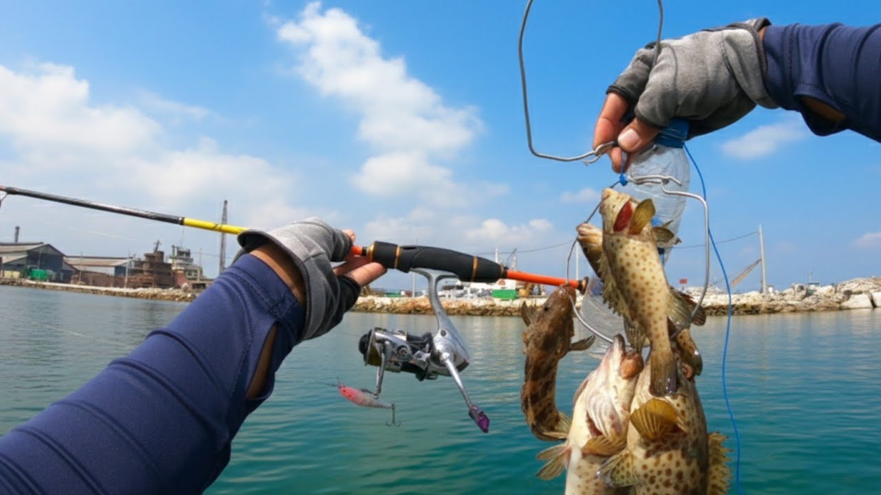 FULL IKAN KERAPU_245