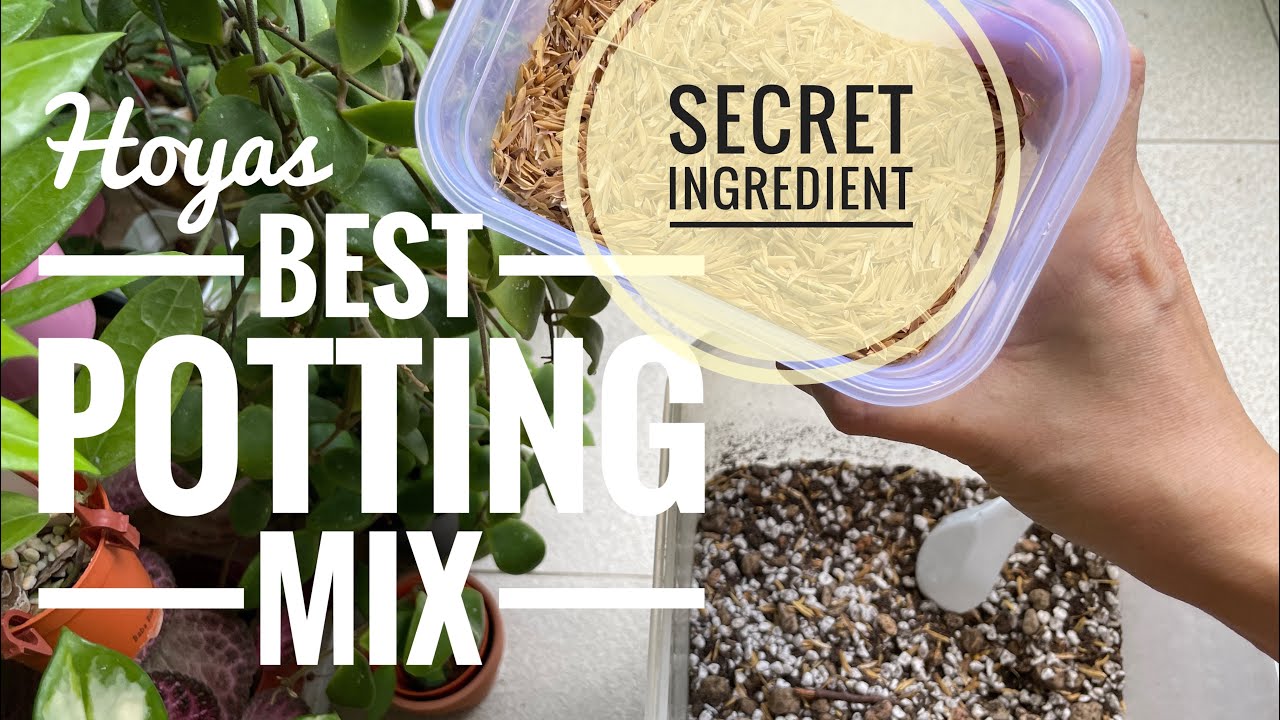Make your perfect Hoya mix with this ingredient! *upgraded version*