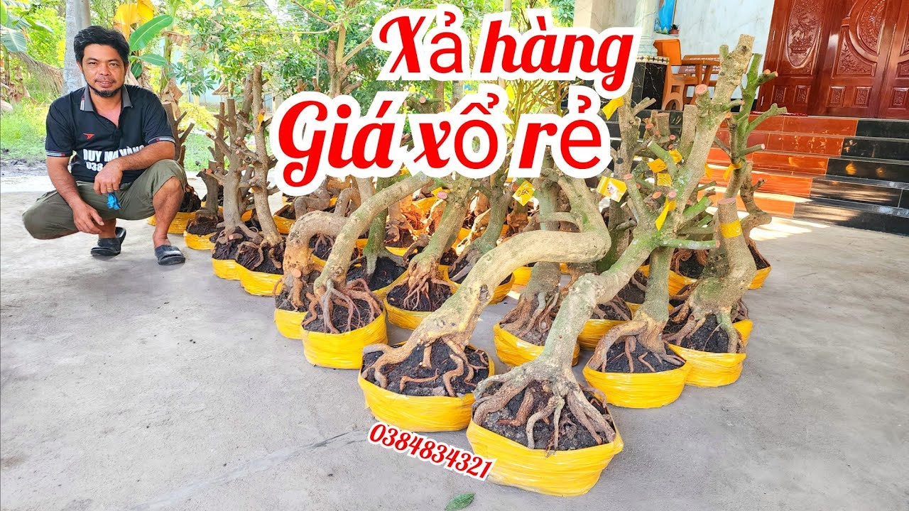 2/2 A Duy 0384834321 phôi mai giảo bonsai đế đẹp víp hoành to giá xổ rẻ xả hàng|MaivàngThanhTâm